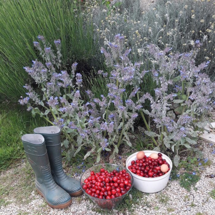 Récolte pendant le week-end Jeûne Intermittent et Cuisine Vitalité