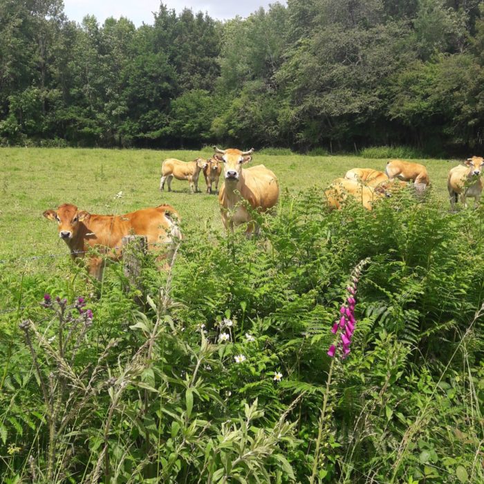 Les paysages des séjours week-end Jeûne Intermittent et Cuisine Vitalité